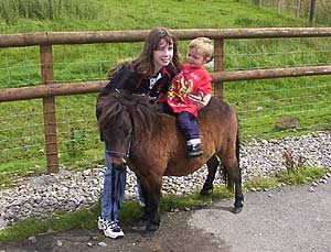 Idris the shetland pony